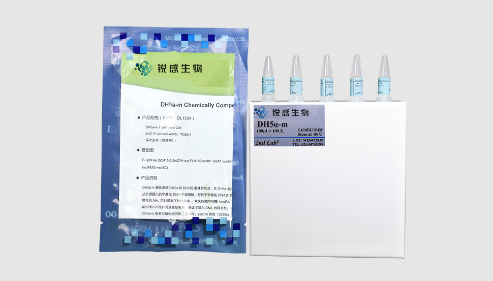 DH5α-m 感受态细胞